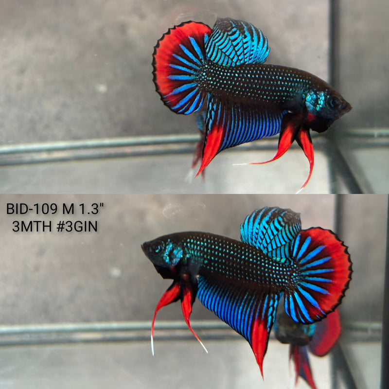 Live Male Betta Blue Red Imbellis Wild Plakat (BID-109) High quality what you see what you get!!