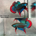 Live Male Betta Green Red Original Imbellis Wild Plakat (BID-110)S213 High quality what you see what you get!!