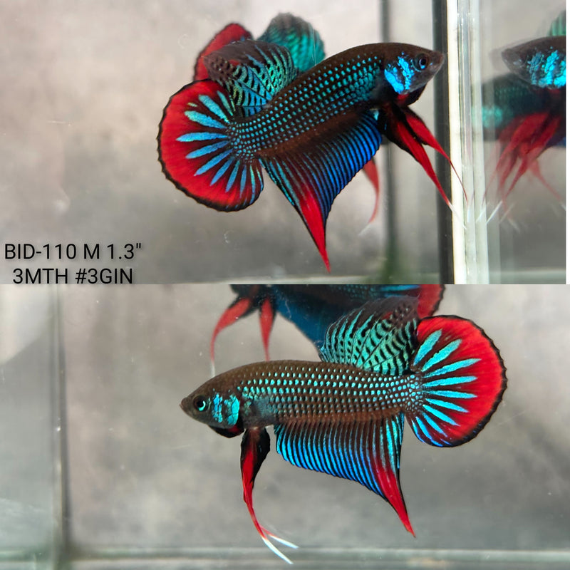 Live Male Betta Green Red Original Imbellis Wild Plakat (BID-110) High quality what you see what you get!!
