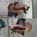 Live Male Betta Copper Alien Hybrid Wild Plakat (BID-111)S214 High quality what you see what you get!!