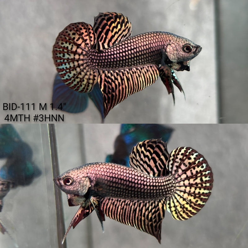 Live Male Betta Copper Alien Hybrid Wild Plakat (BID-111) High quality what you see what you get!!