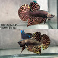 Live Male Betta Copper Alien Hybrid Wild Plakat (BID-112)S215 High quality what you see what you get!!