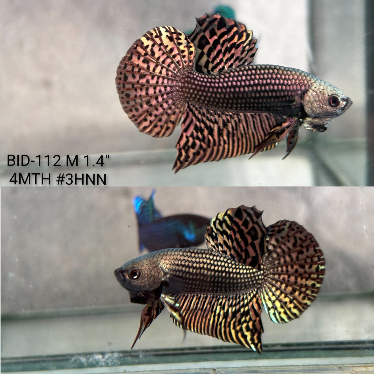 Live Male Betta Copper Alien Hybrid Wild Plakat (BID-112)S215 High quality what you see what you get!!