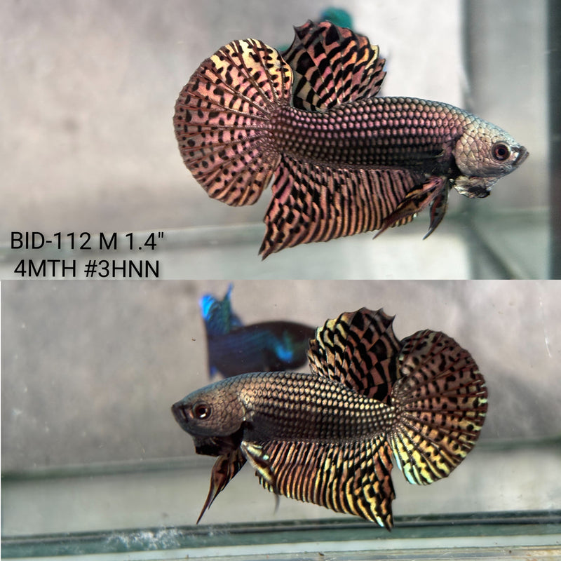 Live Male Betta Copper Alien Hybrid Wild Plakat (BID-112) High quality what you see what you get!!