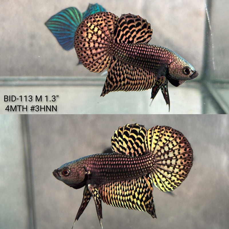 Live Male Betta Copper Alien Hybrid Wild Plakat (BID-113) High quality what you see what you get!!