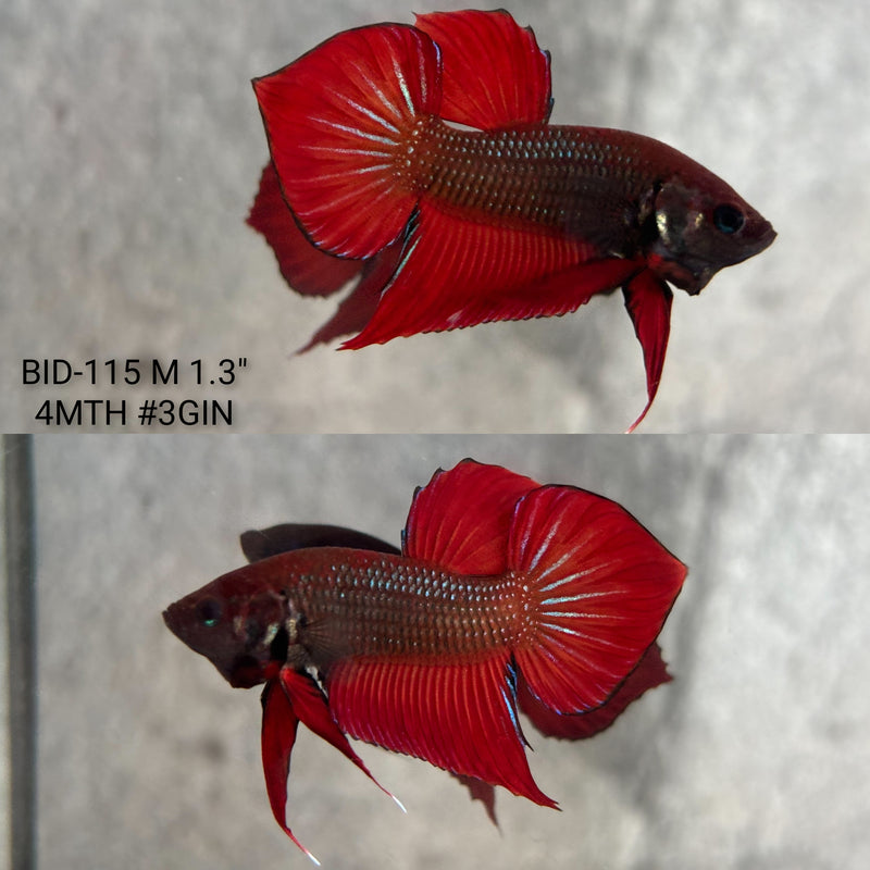 Live Male Betta Red Splendens Hybrid Wild Plakat (BID-115) High quality what you see what you get!!