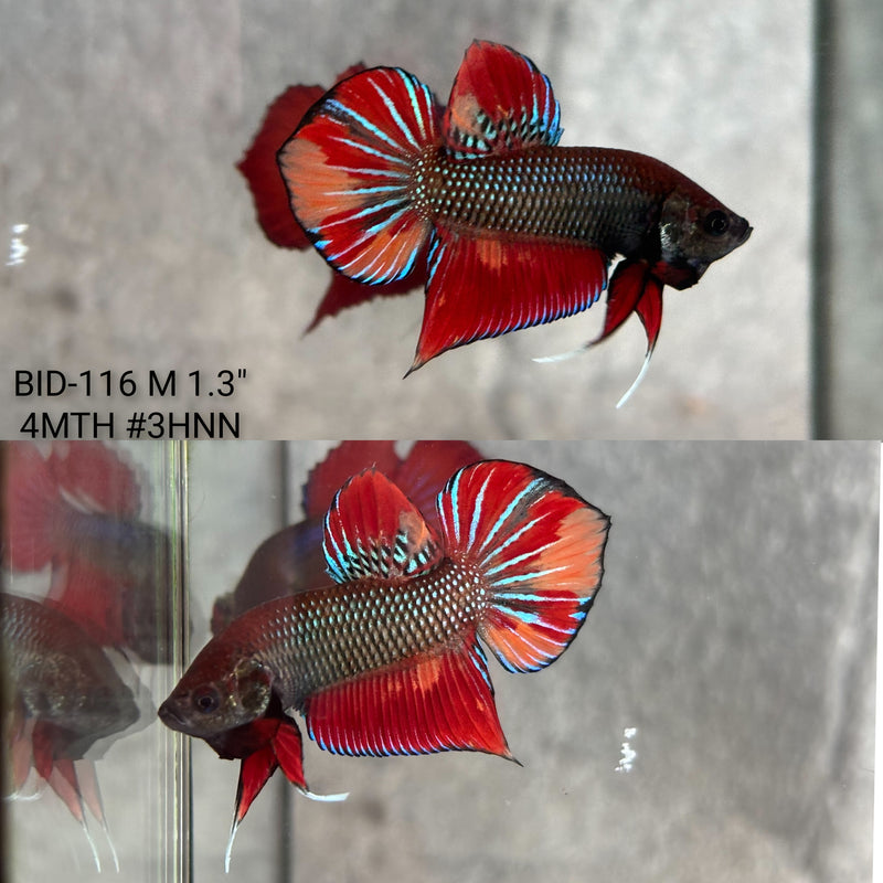 Live Male Betta Nemo Emerald Splendens Hybrid Wild Plakat (BID-116) High quality what you see what you get!!
