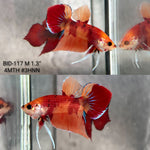 Live Male Betta Nemo Splendens Hybrid Wild Plakat (BID-117)S134 High quality what you see what you get!!
