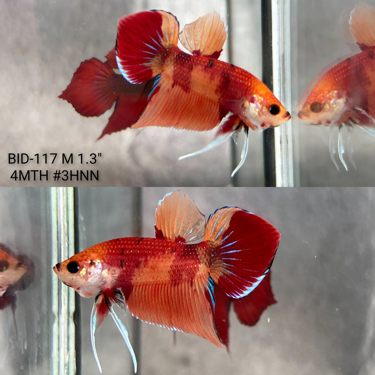 Live Male Betta Nemo Splendens Hybrid Wild Plakat (BID-117)S134 High quality what you see what you get!!