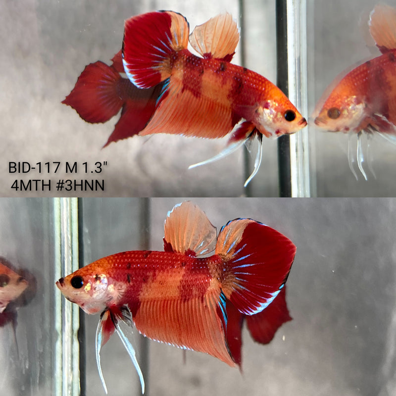 Live Male Betta Nemo Splendens Hybrid Wild Plakat (BID-117) High quality what you see what you get!!