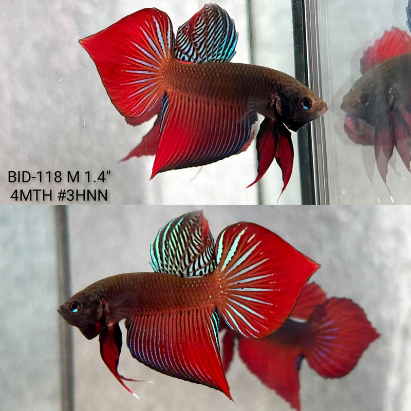 Live Male Betta Red Original Splendens Wild Plakat (BID-118) High quality what you see what you get!!