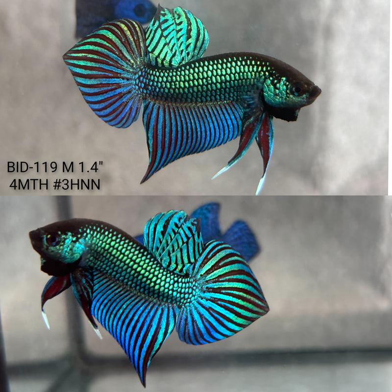 Live Male Betta Green Original Mahachai Wild Plakat (BID-119) High quality what you see what you get!!