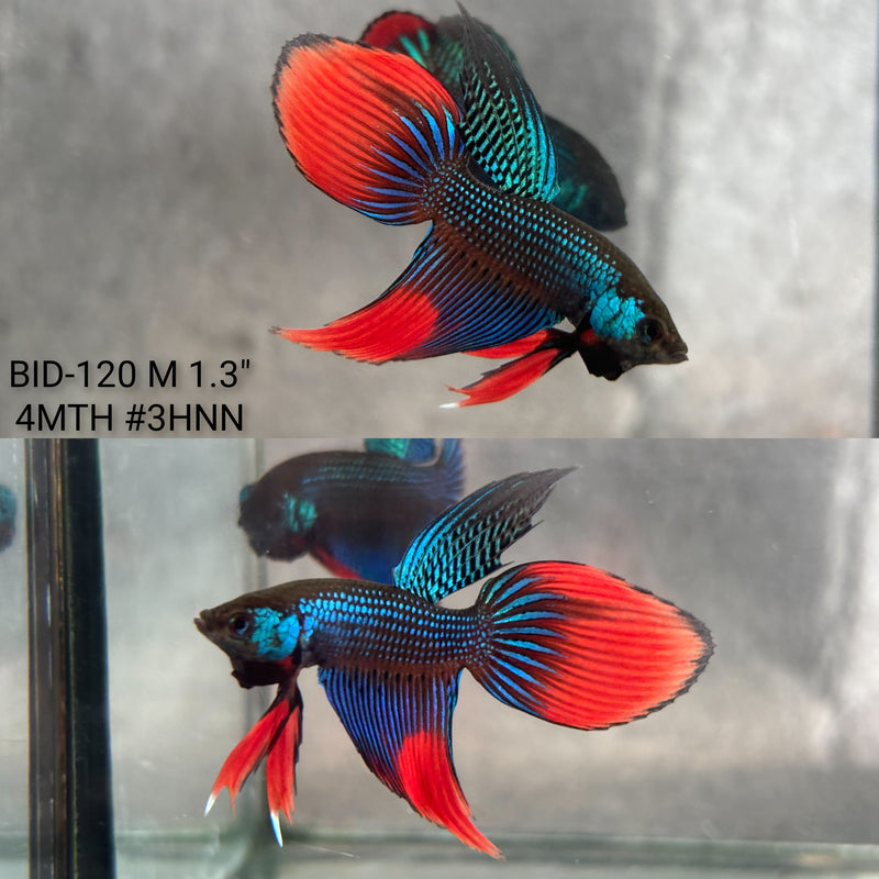 Live Male Betta Green Red Imbellis Velitail Hybrid Shape Wild Plakat (BID-120) High quality what you see what you get!!