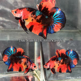 Live Male Betta Orange Black Nemo Koi Plakat (TNK-A586)S104 High quality What you see What you get!!