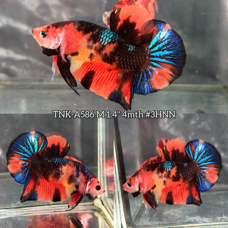 Live Male Betta Orange Black Nemo Koi Plakat (TNK-A586) High quality What you see What you get!!