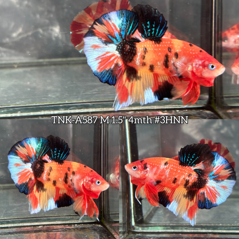 Live Male Betta Orange Nemo Metallic Koi Plakat (TNK-A587) High quality What you see What you get!!