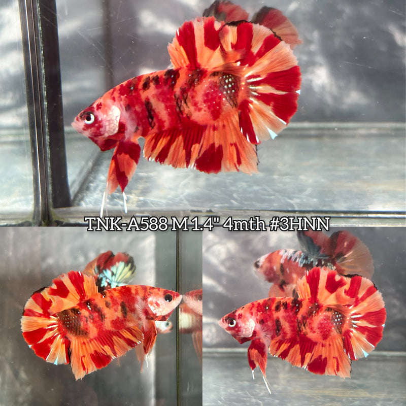 Live Male Betta Orange Red Nemo Fire Plakat (TNK-A588) High quality What you see What you get!!