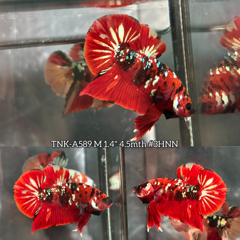 Live Male Betta Red Galaxy Stardust Plakat (TNK-A589) High quality What you see What you get!!