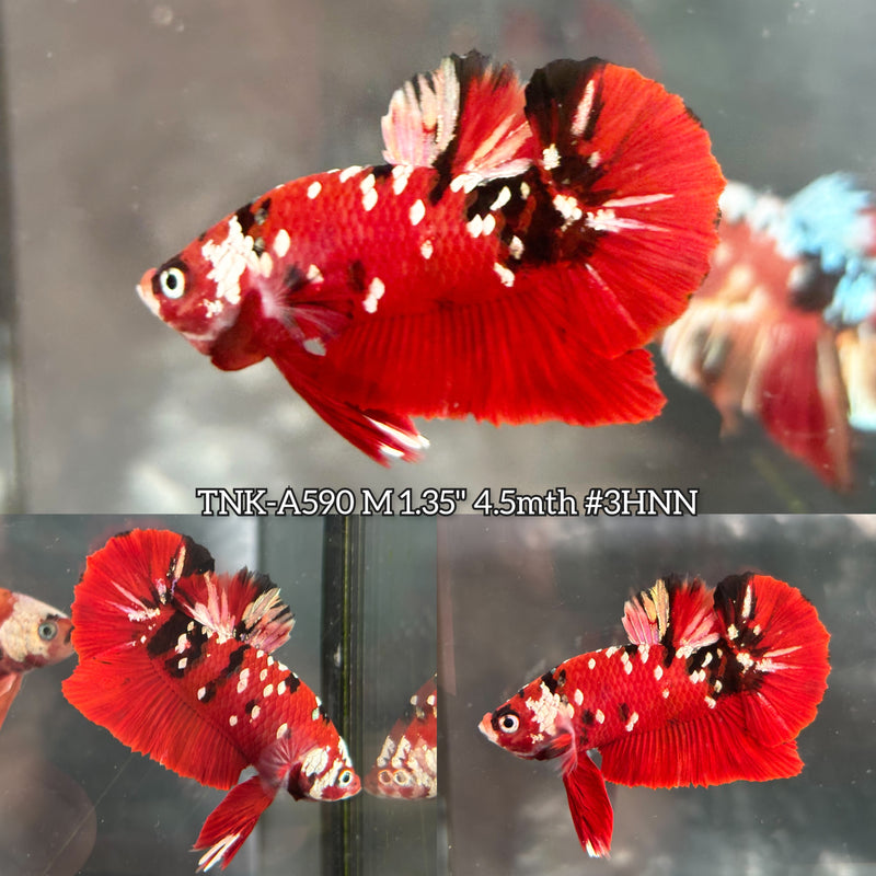 Live Male Betta Red Galaxy Stardust Plakat (TNK-A590) High quality What you see What you get!!