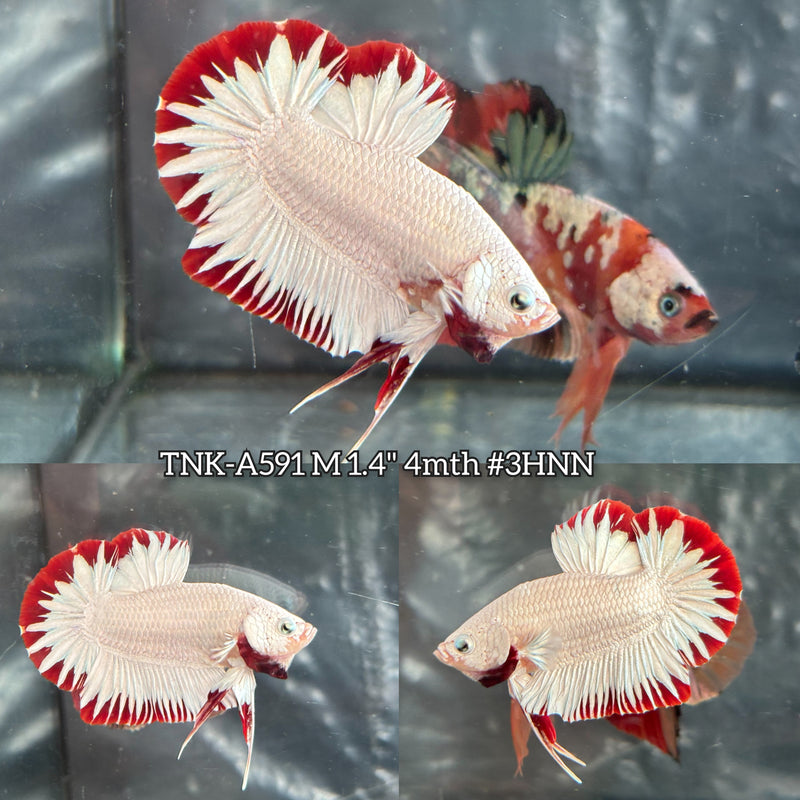 Live Male Betta Red Snow Dragon Plakat (TNK-A591) High quality What you see What you get!!
