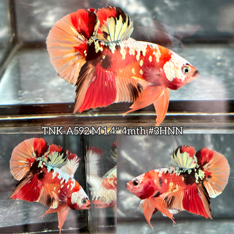 Live Male Betta Orange Copper Galaxy Nemo Plakat (TNK-A592) High quality What you see What you get!!