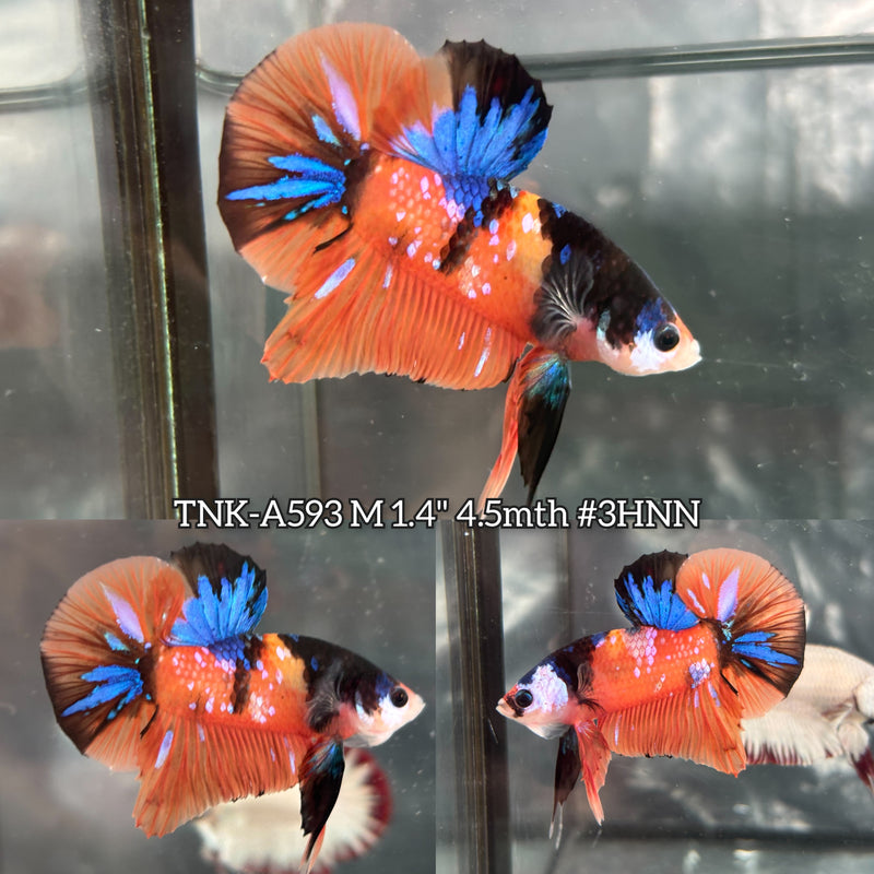 Live Male Betta Orange Black Nemo Plakat (TNK-A593) High quality What you see What you get!!