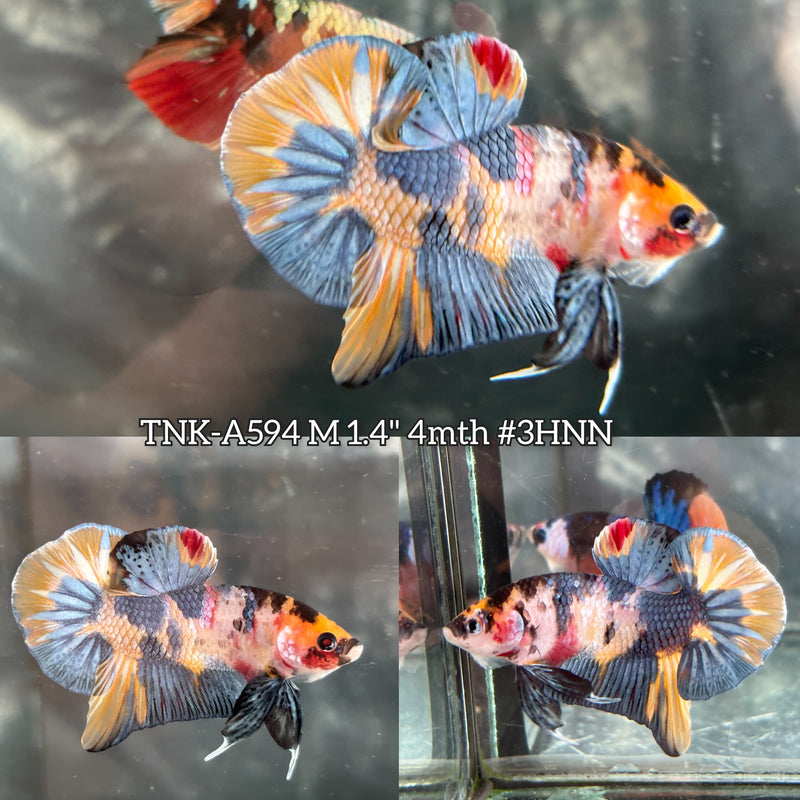 Live Male Betta Steelblue Yellow Metallic Koi Plakat (TNK-A594) High quality What you see What you get!!