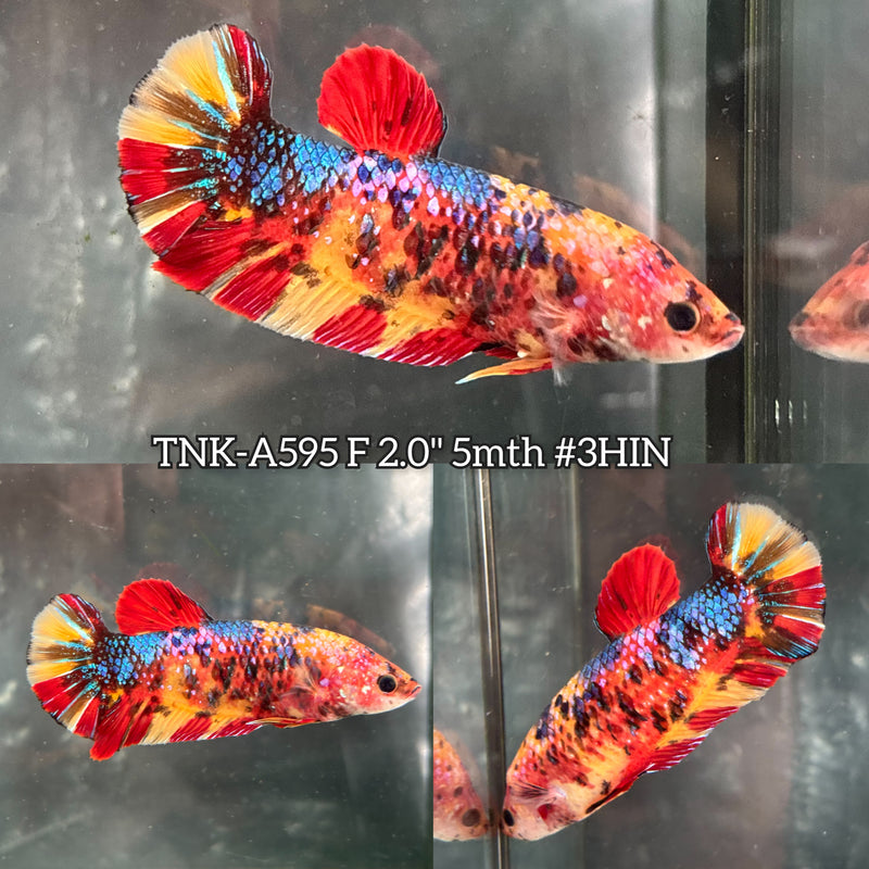 Live Female Betta Candy Nemo Giants Plakat (TNK-A595) High quality What you see What you get!!