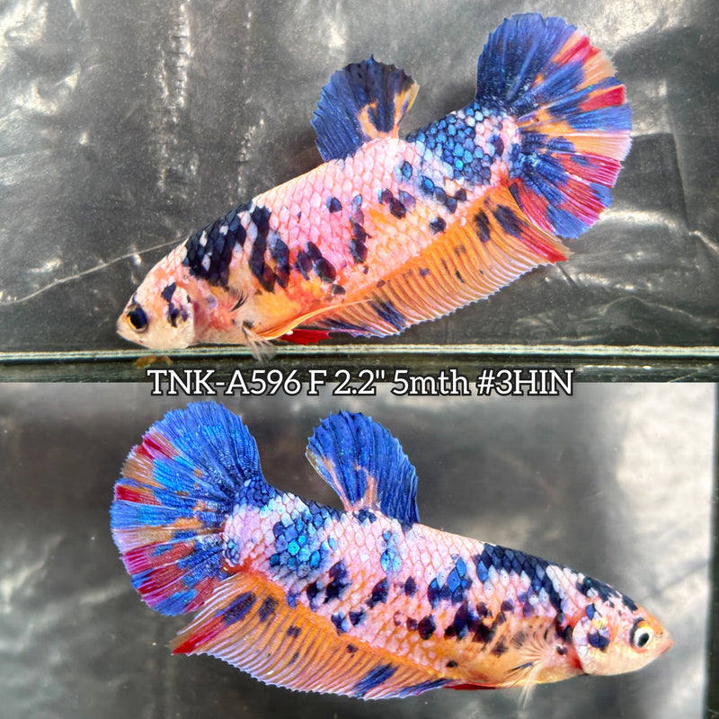 Live Female Betta Fancy Marble Giants Plakat (TNK-A596) High quality What you see What you get!!