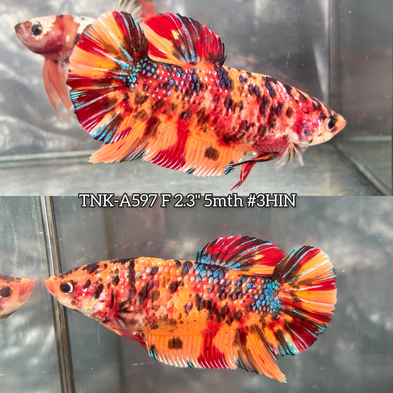 Live Female Betta Nemo Metallic Giants Plakat (TNK-A597) High quality What you see What you get!!
