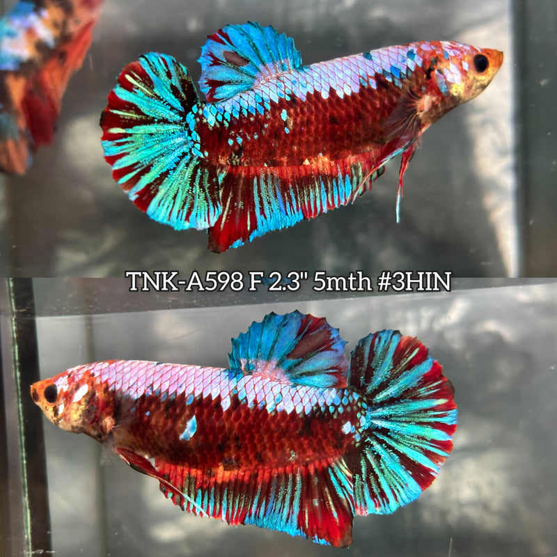 Live Female Betta Fancy Red Green Samurai Giants Plakat (TNK-A598) High quality What you see What you get!!