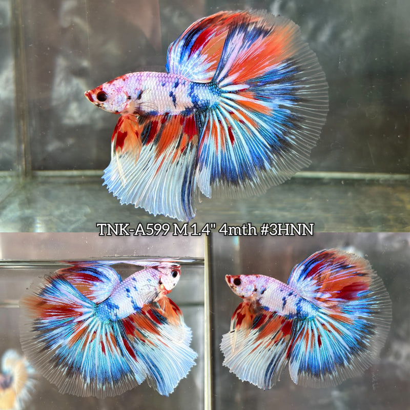 Live Male Betta Fancy Marble Three Colors Halfmoon (TNK-A599) High quality What you see What you get!!