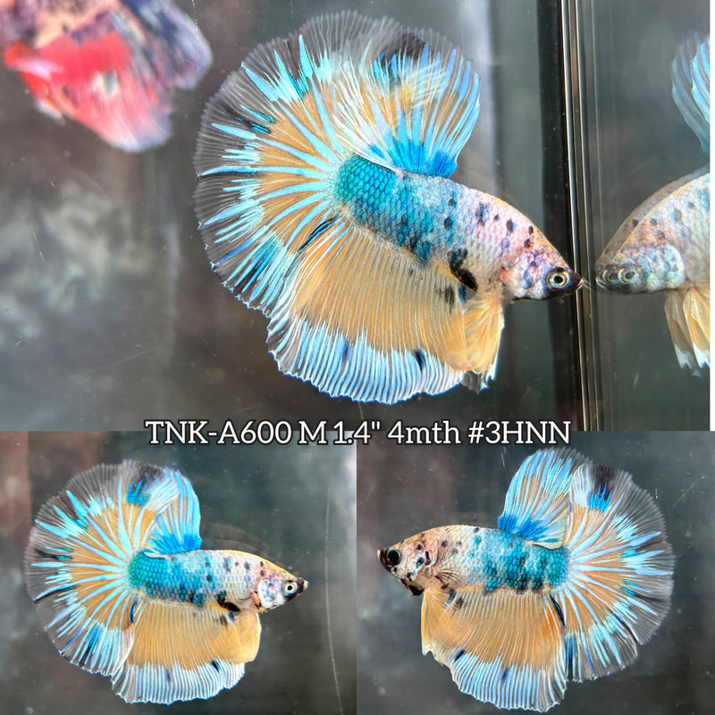 Live Male Betta Fancy Yellow Marble Halfmoon (TNK-A600) High quality What you see What you get!!