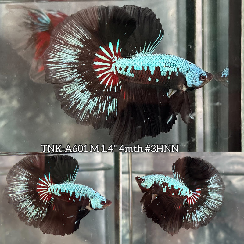 Live Male Betta Black Samurai Dragon Over Halfmoon (TNK-A601) High quality What you see What you get!!