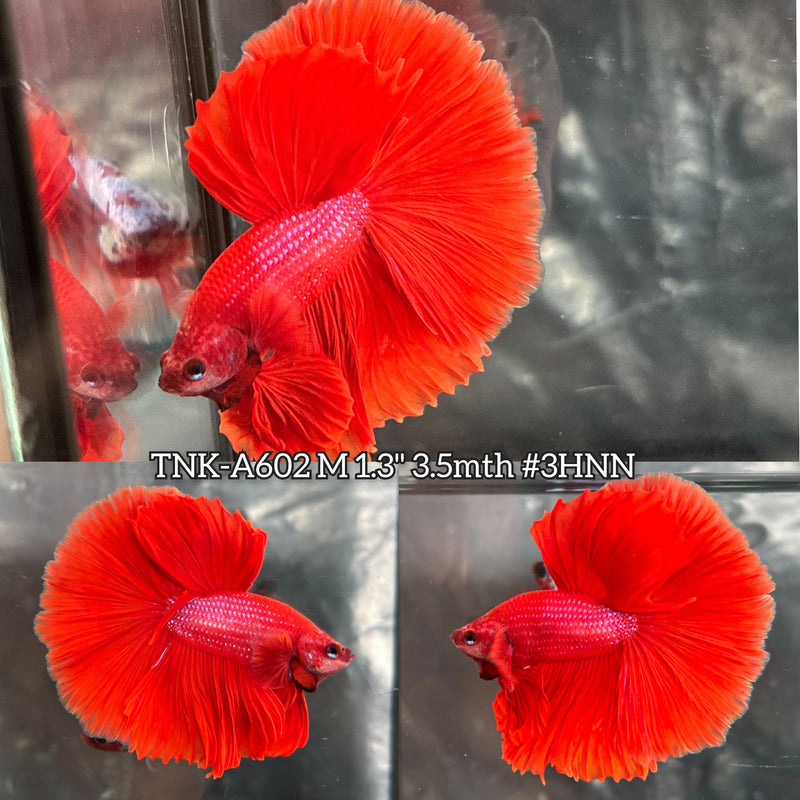 Live Male Betta Super Red Solid Color Over Halfmoon (TNK-A602) High quality What you see What you get!!