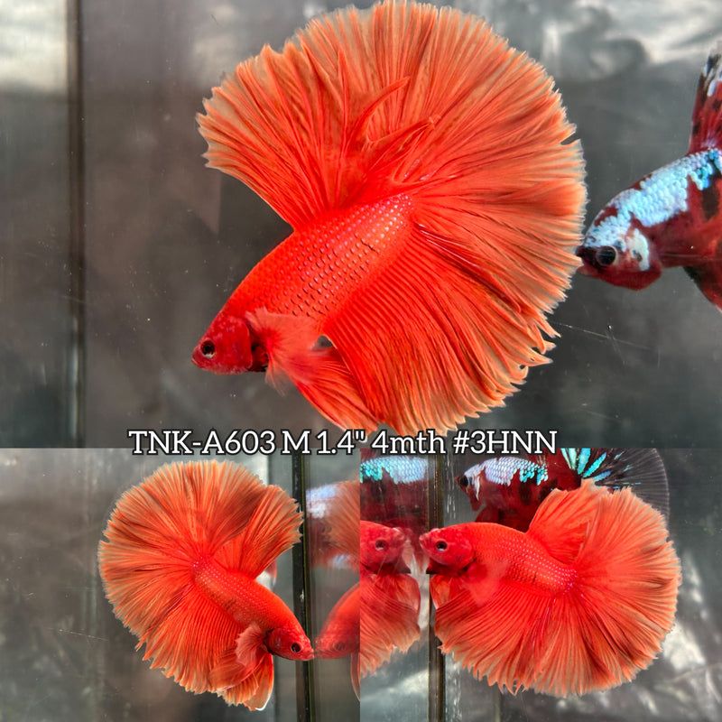 Live Male Betta Super Orange Solid Color Over Halfmoon (TNK-A603) High quality What you see What you get!!