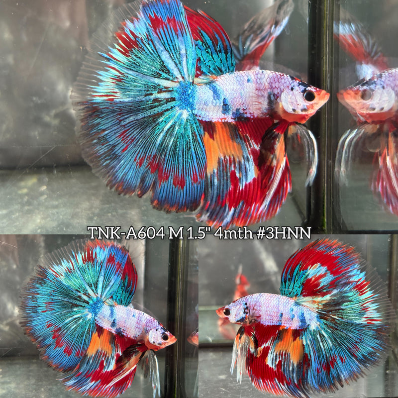 Live Male Betta Fancy Marble Three Colors Over Halfmoon (TNK-A604) High quality What you see What you get!!