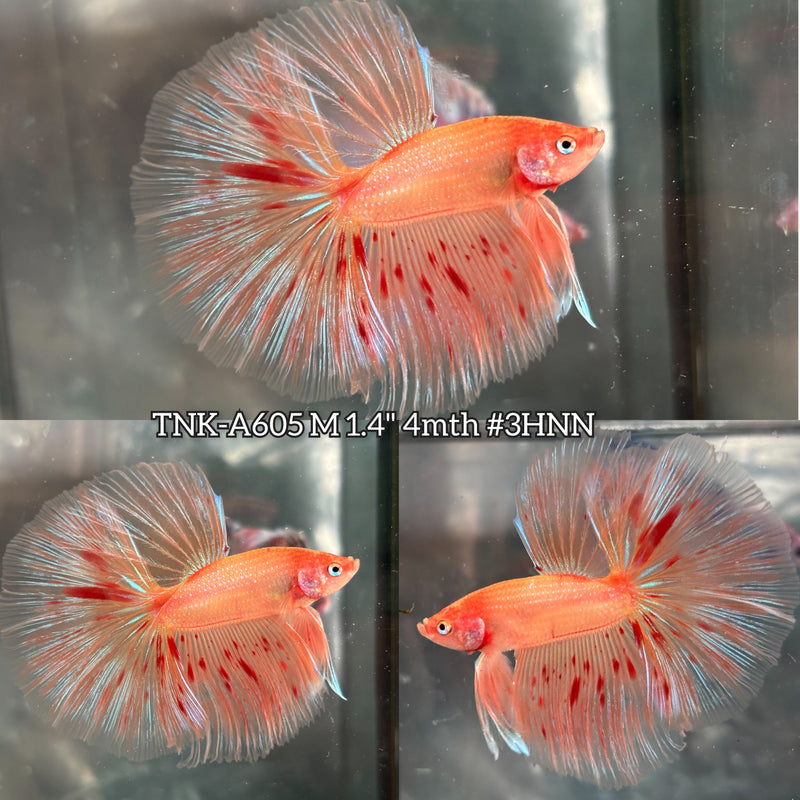 Live Male Betta Orange Vanda Armageddon Over Halfmoon (TNK-A605) High quality What you see What you get!!