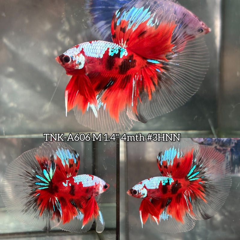 Live Male Betta Red Galaxy Koi Halfmoon (TNK-A606) High quality What you see What you get!!