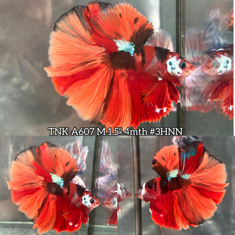 Live Male Betta Orange Red Nemo Koi Over Halfmoon (TNK-A607) High quality What you see What you get!!