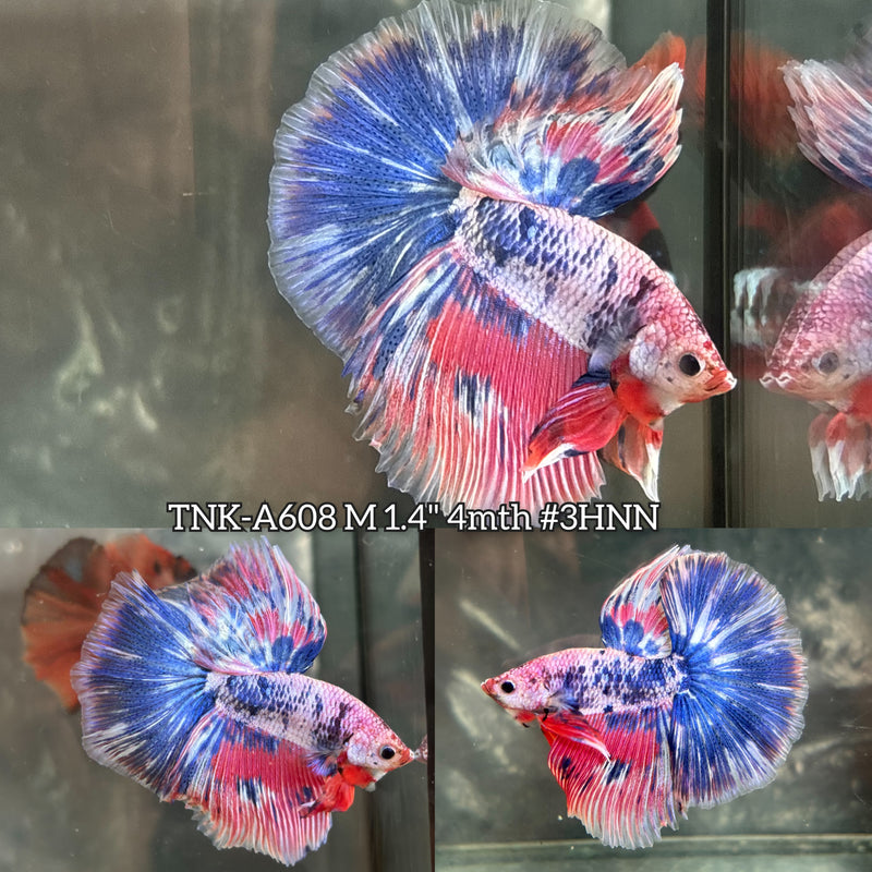 Live Male Betta Fancy Blue Pink Marble Over Halfmoon (TNK-A608) High quality What you see What you get!!