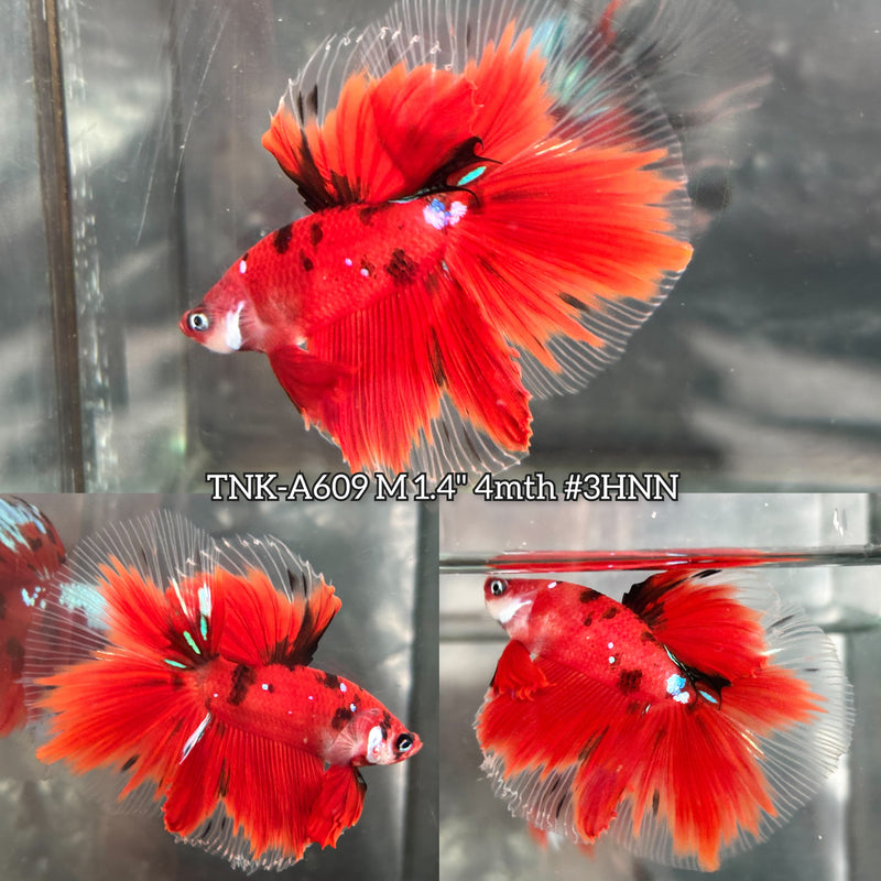 Live Male Betta Red Koi Halfmoon (TNK-A609) High quality What you see What you get!!