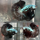 Live Male Betta Black Mamba Halfmoon (TNK-A610)H High quality What you see What you get!!