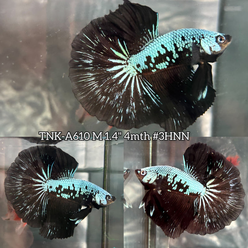 Live Male Betta Black Mamba Halfmoon (TNK-A610) High quality What you see What you get!!