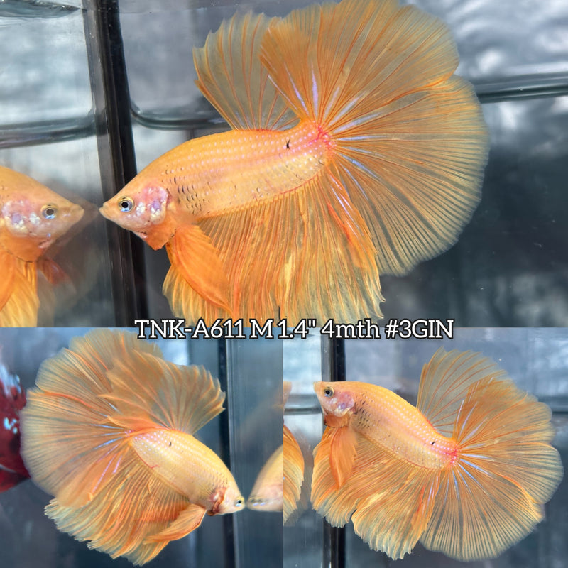 Live Male Betta Super Yellow Solid Color Halfmoon (TNK-A611) High quality What you see What you get!!