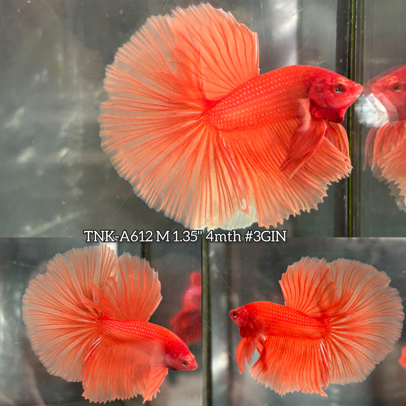 Live Male Betta Super Orange Solid Color Halfmoon (TNK-A612) High quality What you see What you get!!