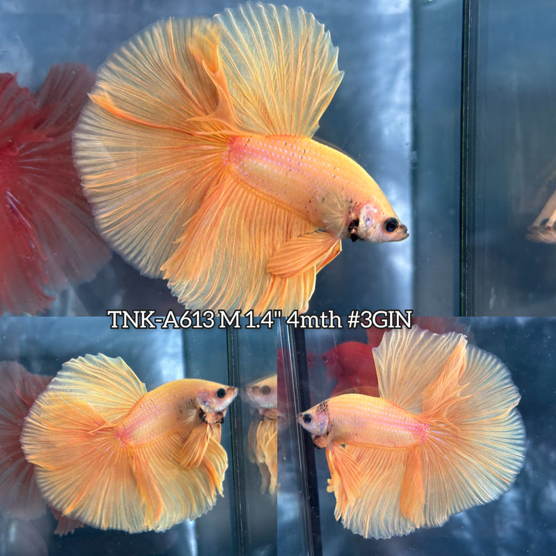 Live Male Betta Super Yellow Solid Color Halfmoon (TNK-A613) High quality What you see What you get!!
