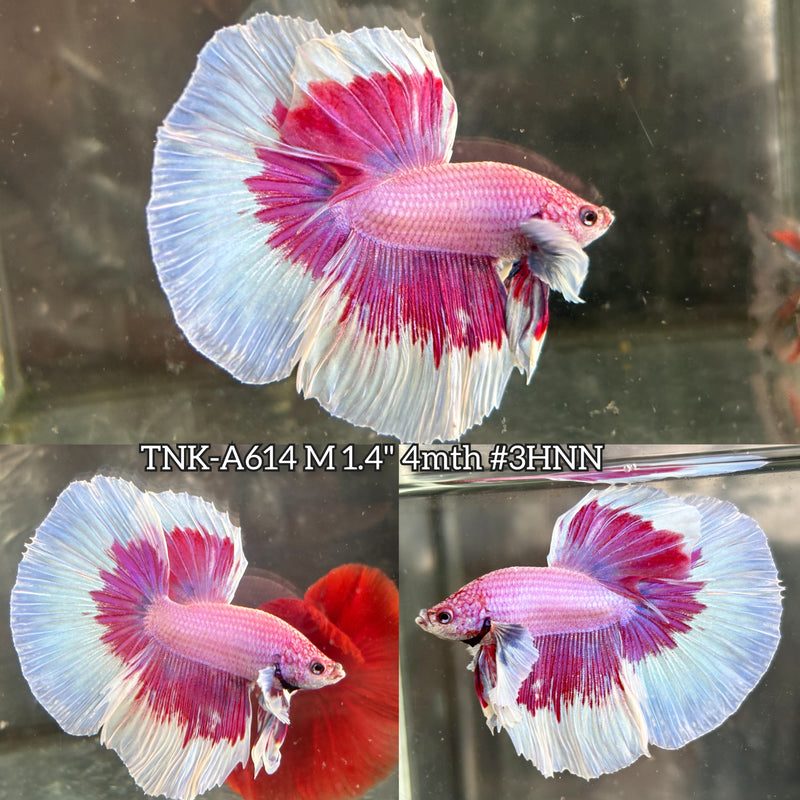 Live Male Betta Purple Pink Butterfly Dumbo big ear Halfmoon (TNK-A614) High quality What you see What you get!!