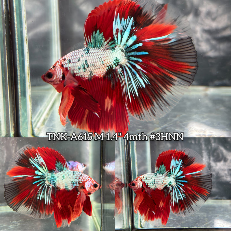 Live Male Betta Fancy Red Marble Three colors Halfmoon (TNK-A615) High quality What you see What you get!!