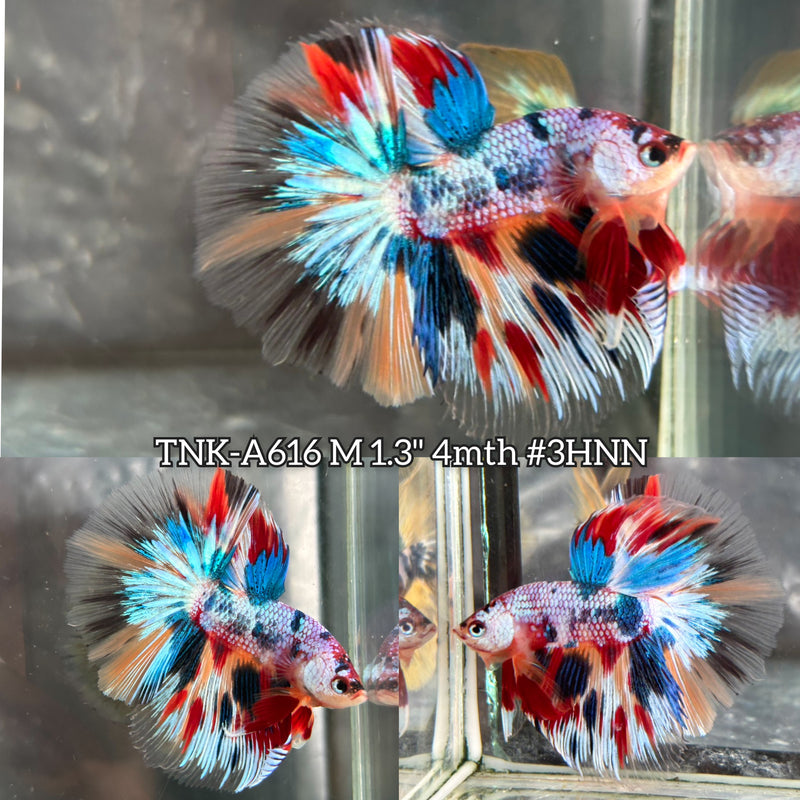 Live Male Betta Fancy Koi Multicolors Halfmoon (TNK-A616) High quality What you see What you get!!